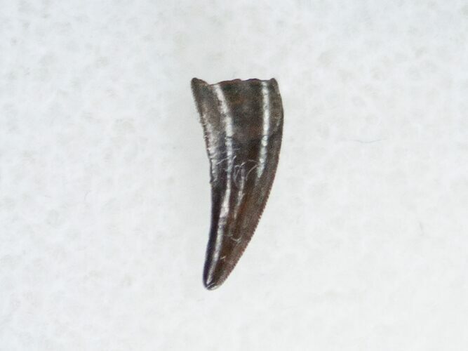 Richardoestesia Raptor Tooth From Montana #11390